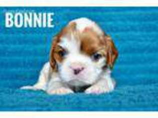 Cavalier King Charles Spaniel Puppy for sale in Ponca City, OK, USA