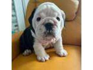 Bulldog Puppy for sale in Bedford, IA, USA