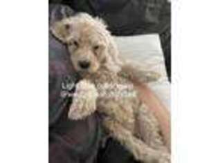 Goldendoodle Puppy for sale in Clovis, CA, USA