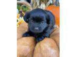 Shorkie Tzu Puppy for sale in Harrington, DE, USA