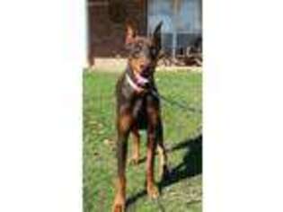 Doberman Pinscher Puppy for sale in Yazoo City, MS, USA