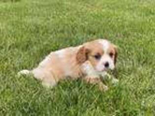 English Toy Spaniel Puppy for sale in Paxton, IL, USA