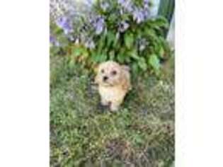 Cavapoo Puppy for sale in Troy, MO, USA