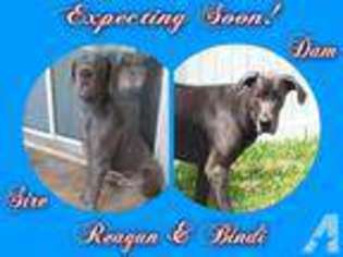 Great Dane Puppy for sale in WINDERMERE, FL, USA