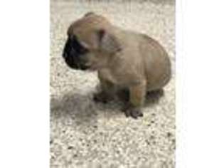 French Bulldog Puppy for sale in Addison, IL, USA