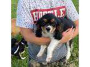 Cavalier King Charles Spaniel Puppy for sale in Purdin, MO, USA