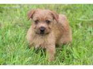 Norfolk Terrier Puppy for sale in Oxford, NJ, USA
