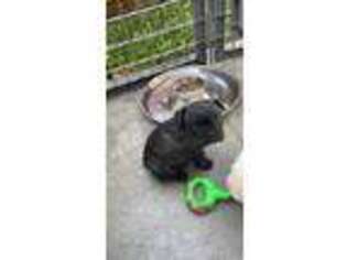 French Bulldog Puppy for sale in Grandview, MO, USA