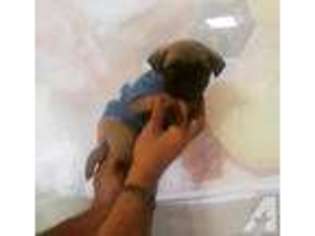 Pug Puppy for sale in DEERFIELD BEACH, FL, USA