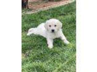 Mutt Puppy for sale in Holbrook, AZ, USA