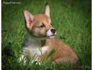 Pembroke Welsh Corgi Puppy for sale in Springtown, TX, USA