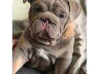 Bulldog Puppy for sale in Manchester, IA, USA