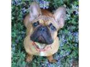French Bulldog Puppy for sale in Eucha, OK, USA