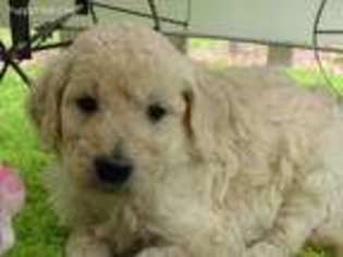 Goldendoodle Puppy for sale in Covington, GA, USA