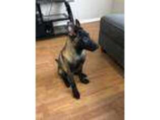 Belgian Malinois Puppy for sale in Allentown, PA, USA