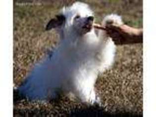 Chinese Crested Puppy for sale in Pensacola, FL, USA