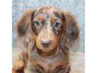 Dachshund Puppy for sale in Mountain Home, AR, USA