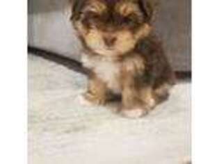 Mutt Puppy for sale in Waterbury, VT, USA
