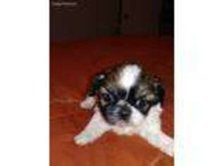 Mutt Puppy for sale in Susan, VA, USA