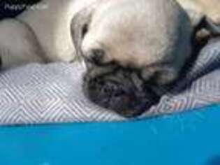 Pug Puppy for sale in Evansdale, IA, USA