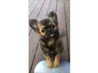 Chihuahua Puppy for sale in Crescent City, CA, USA