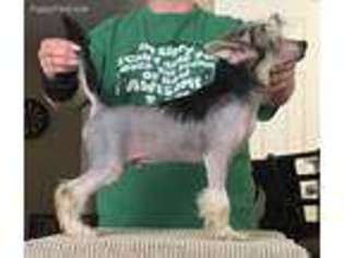 Chinese Crested Puppy for sale in Rosharon, TX, USA