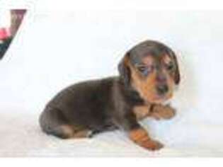 Dachshund Puppy for sale in Burlington, CO, USA