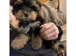 Yorkshire Terrier Puppy for sale in Pickerington, OH, USA