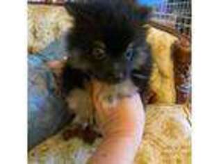 Pomeranian Puppy for sale in Escanaba, MI, USA