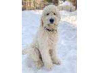 Goldendoodle Puppy for sale in Hayward, CA, USA