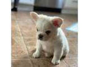 French Bulldog Puppy for sale in Wenatchee, WA, USA