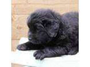 Newfoundland Puppy for sale in New Carlisle, OH, USA