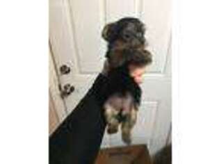 Yorkshire Terrier Puppy for sale in Mechanicsville, VA, USA