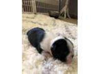 Boston Terrier Puppy for sale in Brainerd, MN, USA