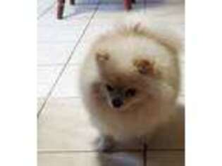 Pomeranian Puppy for sale in West Newton, PA, USA