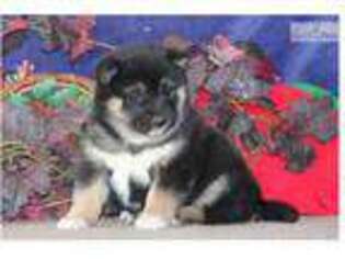 Shiba Inu Puppy for sale in Lancaster, PA, USA