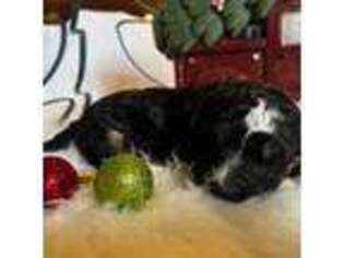 Mutt Puppy for sale in Fall River, KS, USA