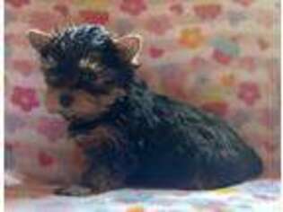Yorkshire Terrier Puppy for sale in Morganton, GA, USA