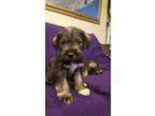 Mutt Puppy for sale in Henry, SD, USA