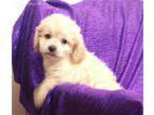 Cavapoo Puppy for sale in Bettendorf, IA, USA