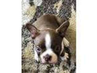 Boston Terrier Puppy for sale in Bellflower, CA, USA