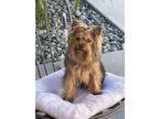 Yorkshire Terrier Puppy for sale in Claremont, CA, USA