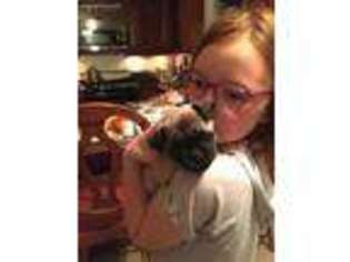 Pug Puppy for sale in Roselle, IL, USA