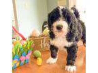 Mutt Puppy for sale in Saint Clairsville, OH, USA
