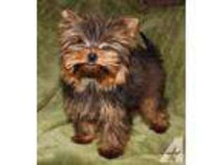 Yorkshire Terrier Puppy for sale in DESOTO, TX, USA