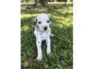 Dalmatian Puppy for sale in New Orleans, LA, USA