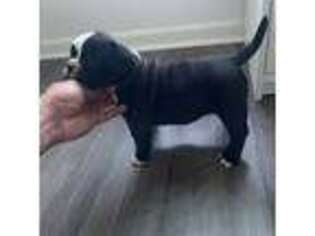 French Bulldog Puppy for sale in Somerville, MA, USA
