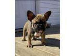 French Bulldog Puppy for sale in Metairie, LA, USA