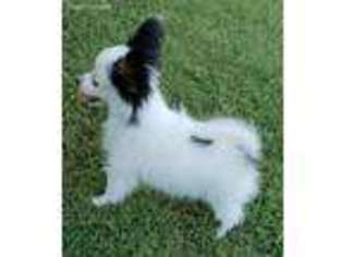 Papillon Puppy for sale in Tahlequah, OK, USA