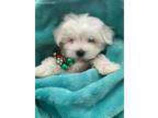 Maltese Puppy for sale in Estero, FL, USA